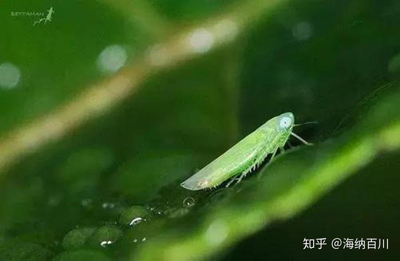 02.【茶小绿叶蝉】 为何物?