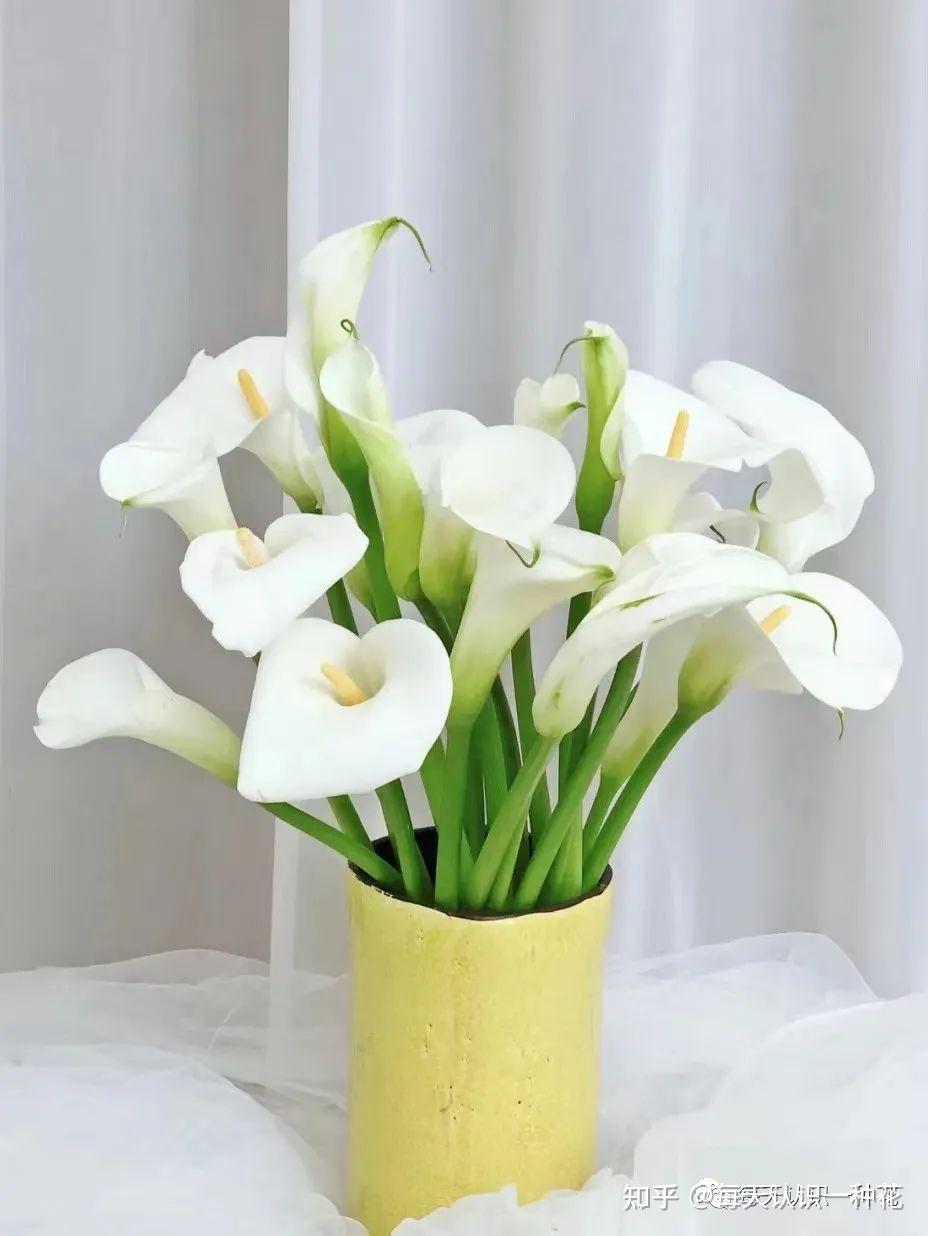 每天认识一种花day3马蹄莲