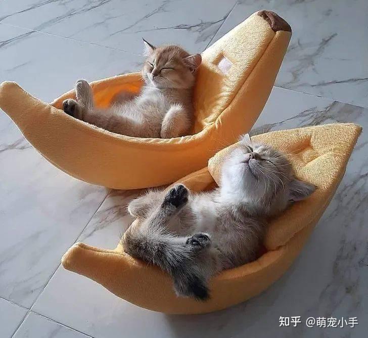 一只猫“越养越好”，其实会出现这几个征兆 - 知乎