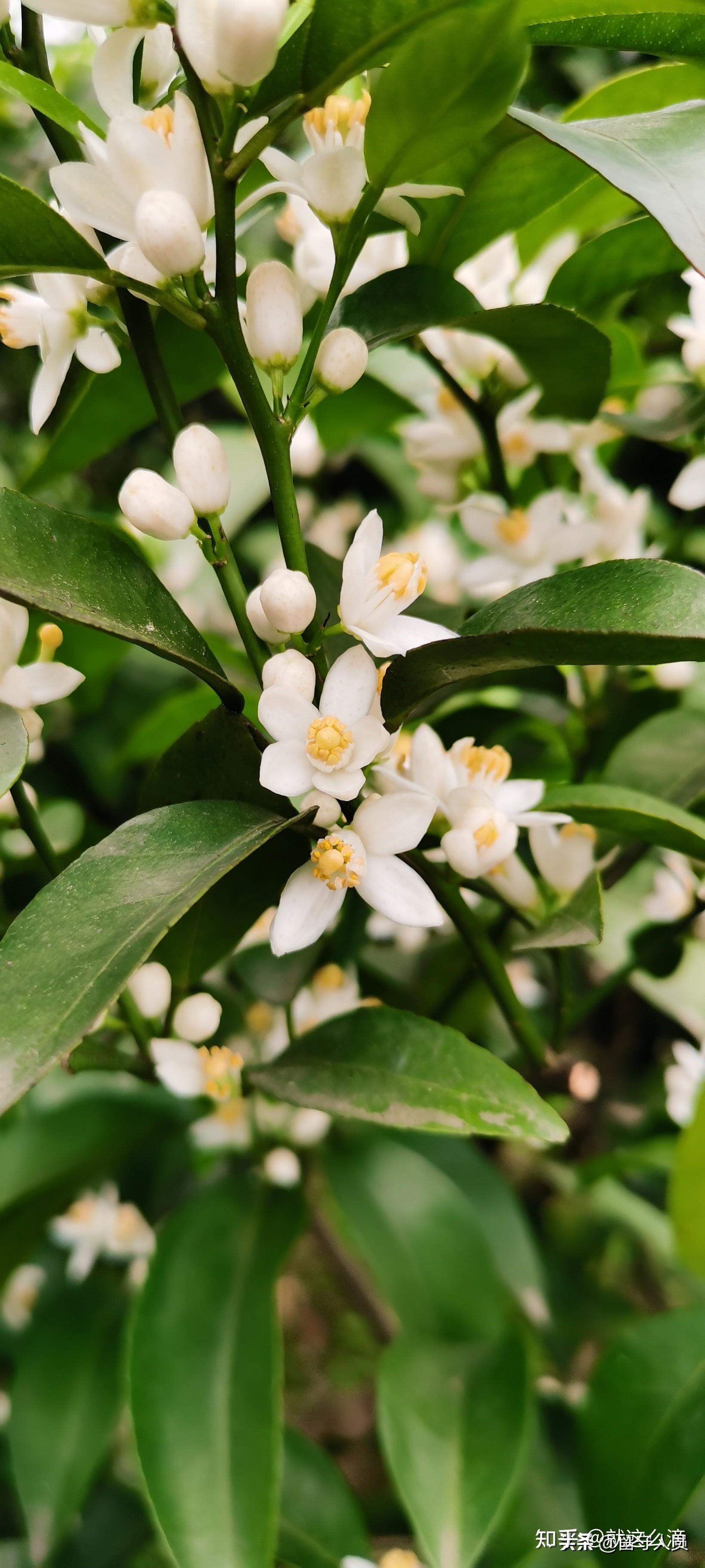 砂糖橘花期如何管理