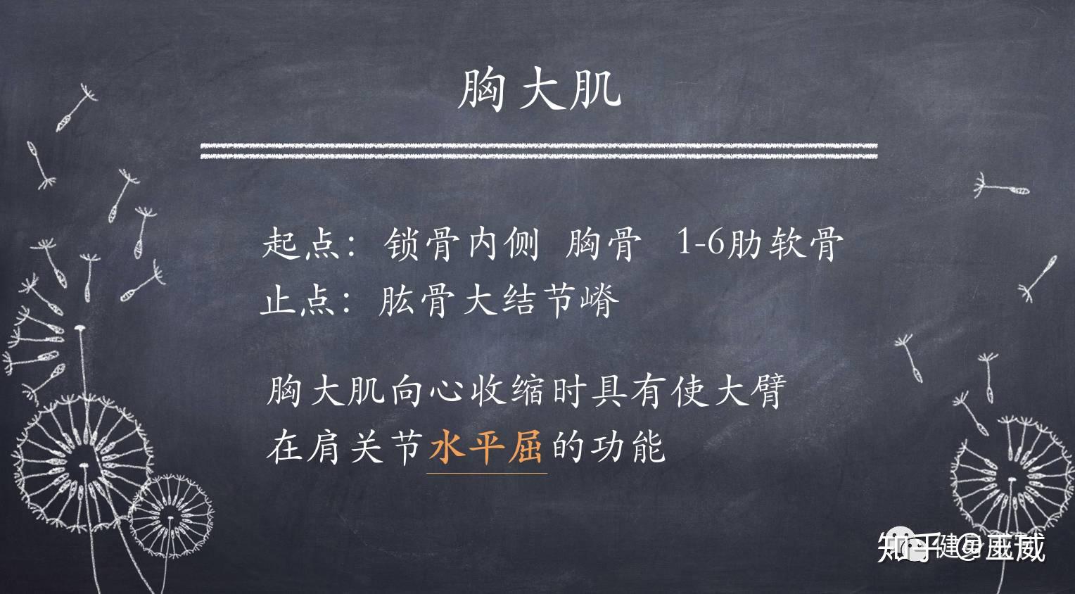 如何準確的訓練到肌肉示例胸大肌