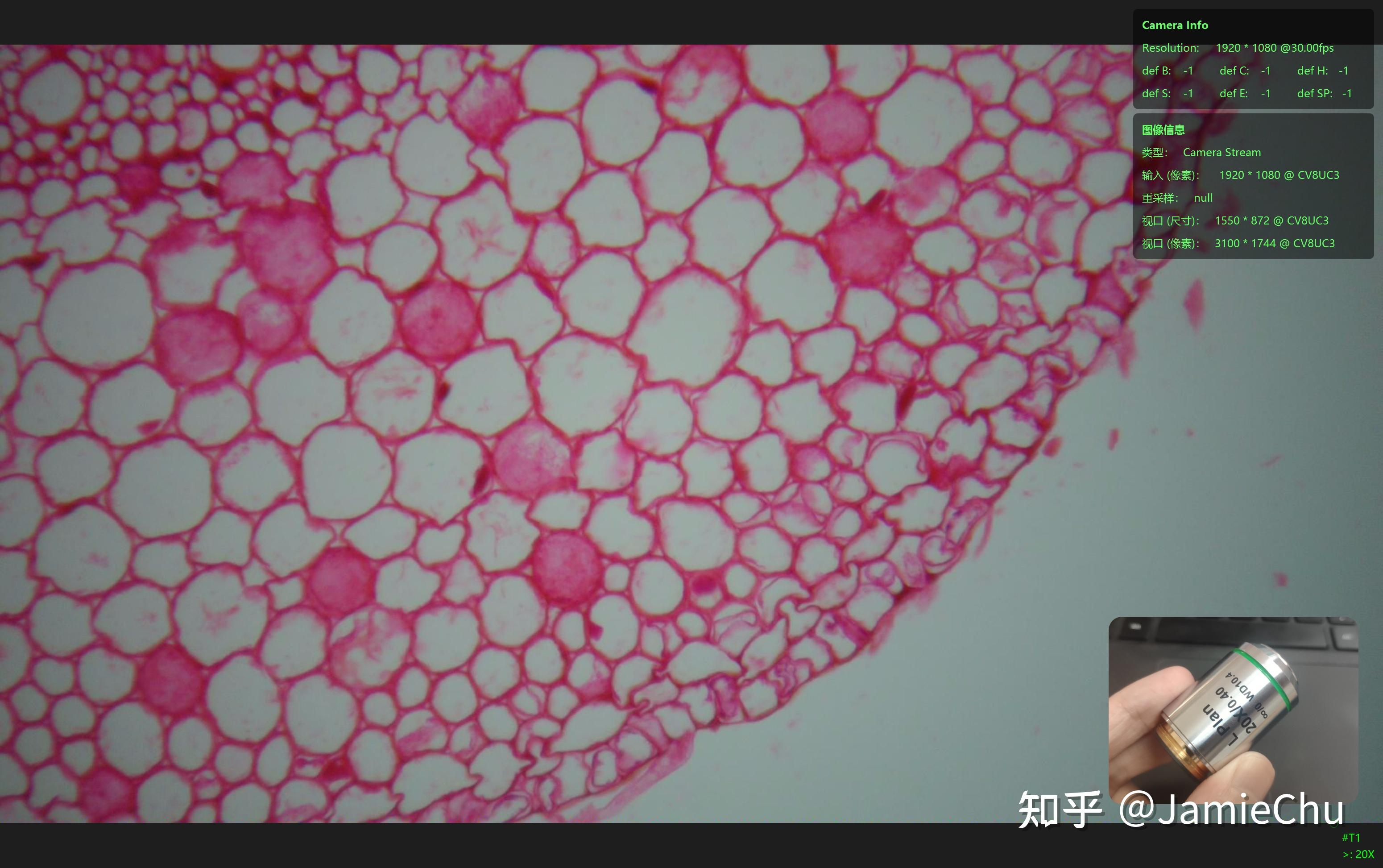 显微观察-植物幼根横切(单子叶) - 知乎
