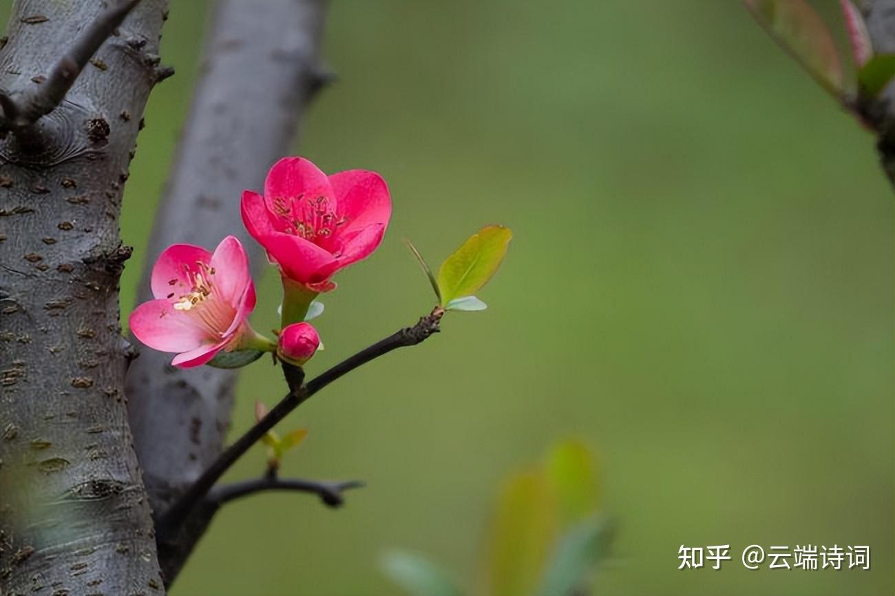 十首绝美的《一剪梅》,首首经典,李清照的最惊艳,唐寅的最深情 - 知乎