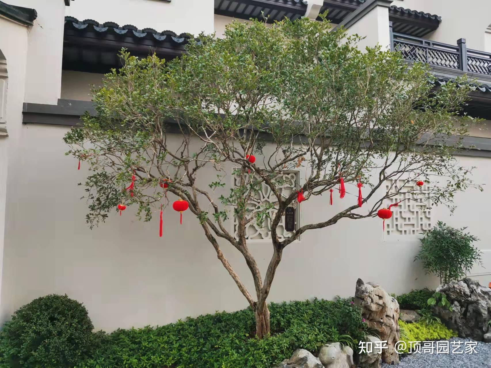 庭院种树,选对就旺!十大吉利树推荐! - 知乎