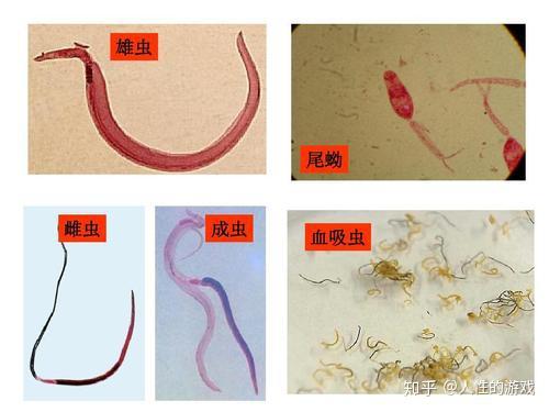 血吸虫全部寄生生活.