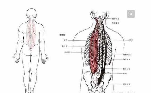 上背部疼痛该如何进行拉伸缓解 知乎