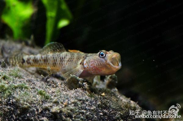 中國原生魚吻蝦虎魚圖鑑