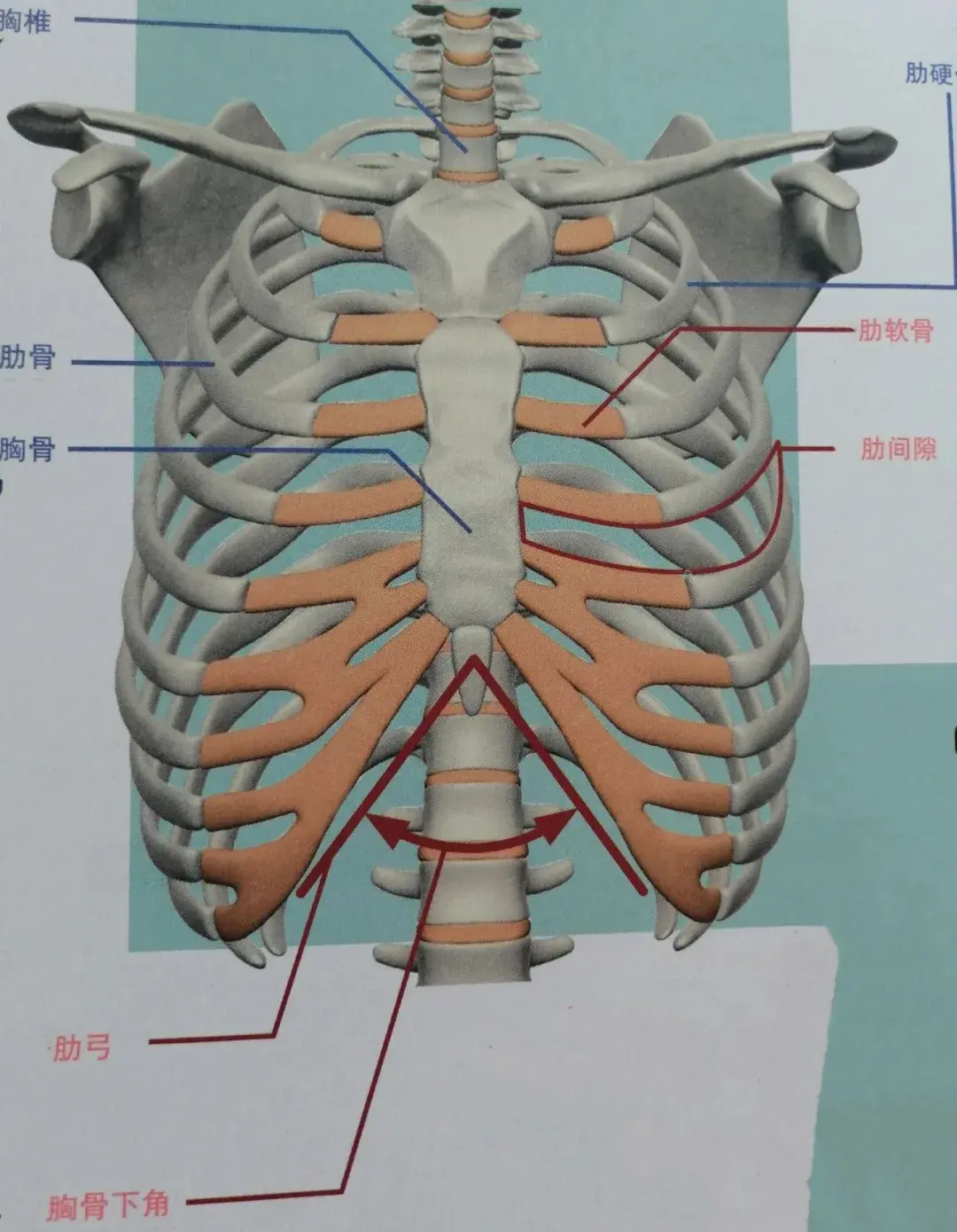 肋弓凹陷畸形的微创手术（1） - 好大夫在线
