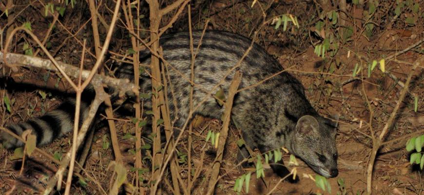 广东珠海发现4只七间狸夜晚悄悄练习捕猎天亮就回洞睡觉