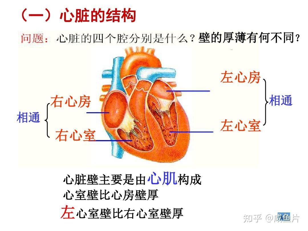 心气虚有哪些表现?造成心气虚的原因是什么?补心气怎么吃? - 知乎