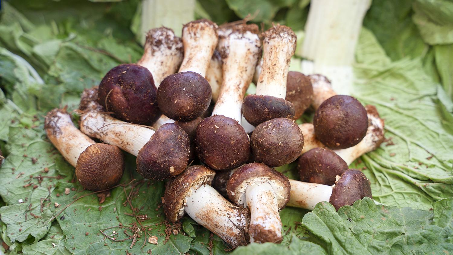 日粮中标准回肠可消化异亮氨酸/赖氨酸对饲喂20�gs育肥猪生长性能和