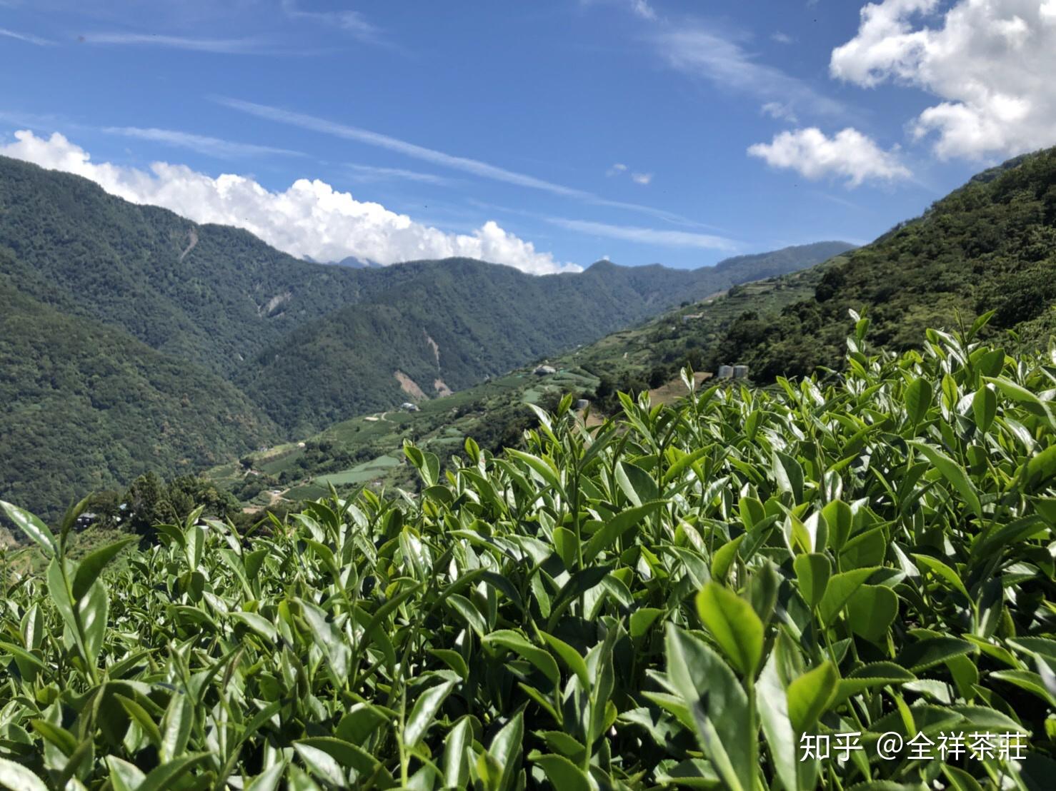 台湾的高山乌龙茶的品质如何?在大陆这边属于