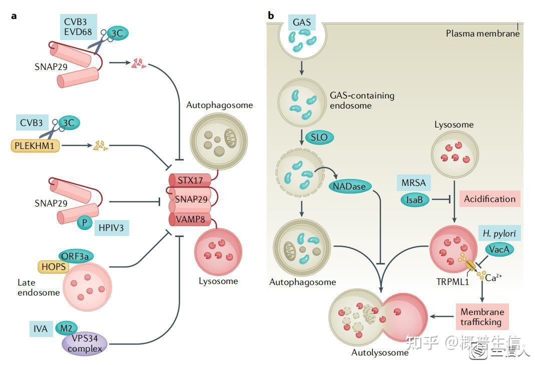 实验没思路90高分综述带你全面了解自噬小体