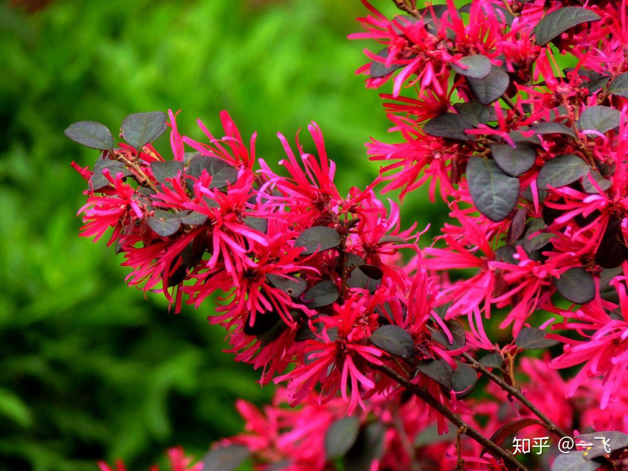花爬山虎常春藤石竹鸢尾美人蕉睡莲再力花水竹蒲草千屈菜紫萝藤萱草