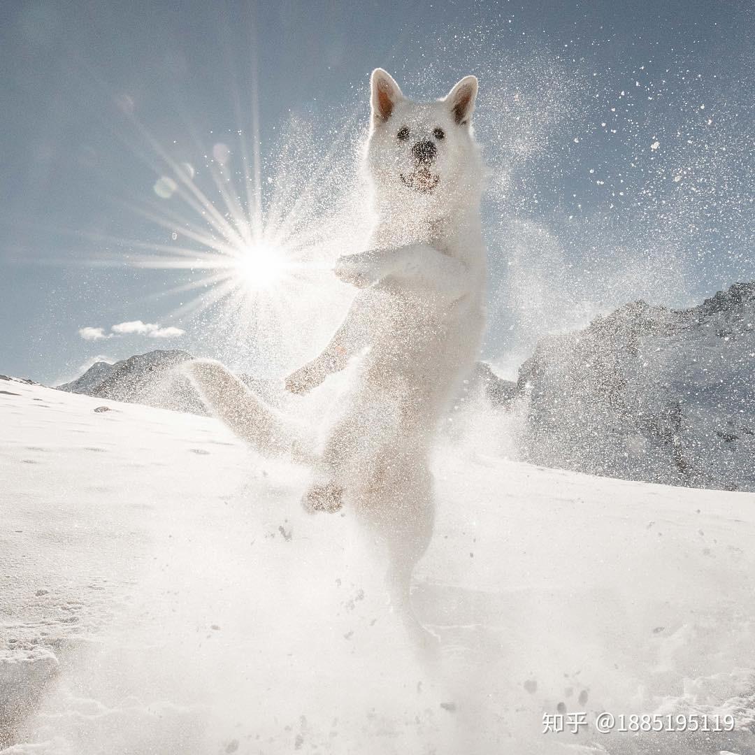 宿舍养猫,我该平摊费用吗?