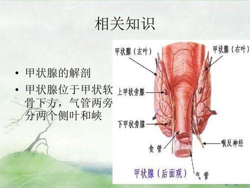 甲状舌管囊肿解剖位置图片