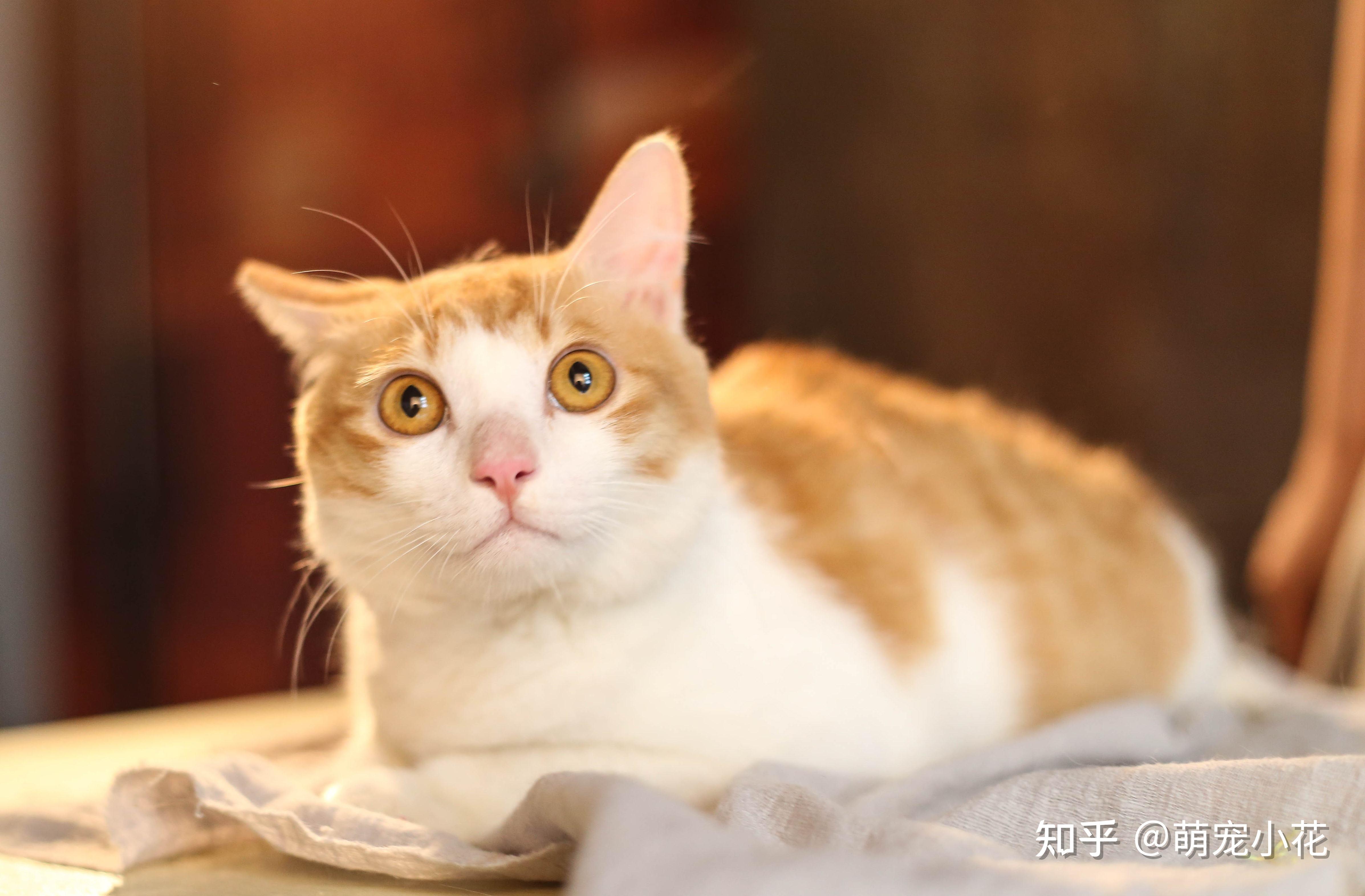 这些猫咪「性」的冷知识,养猫多年的你,都未必知道 - 知乎