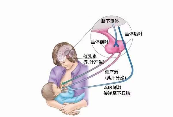 从腺泡挤出的乳汁通过乳腺管输送出去!