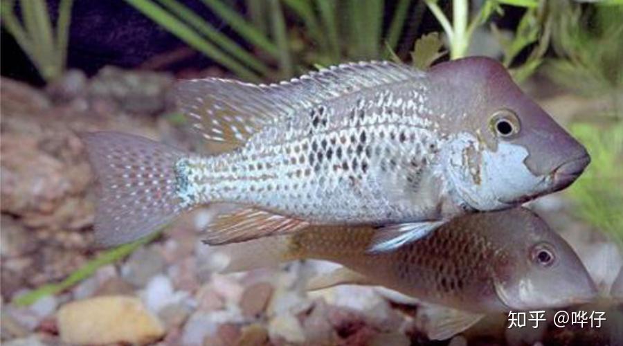 盘点十大奇特南美慈鲷鱼熟悉的人不多但能让你的鱼缸独一无二
