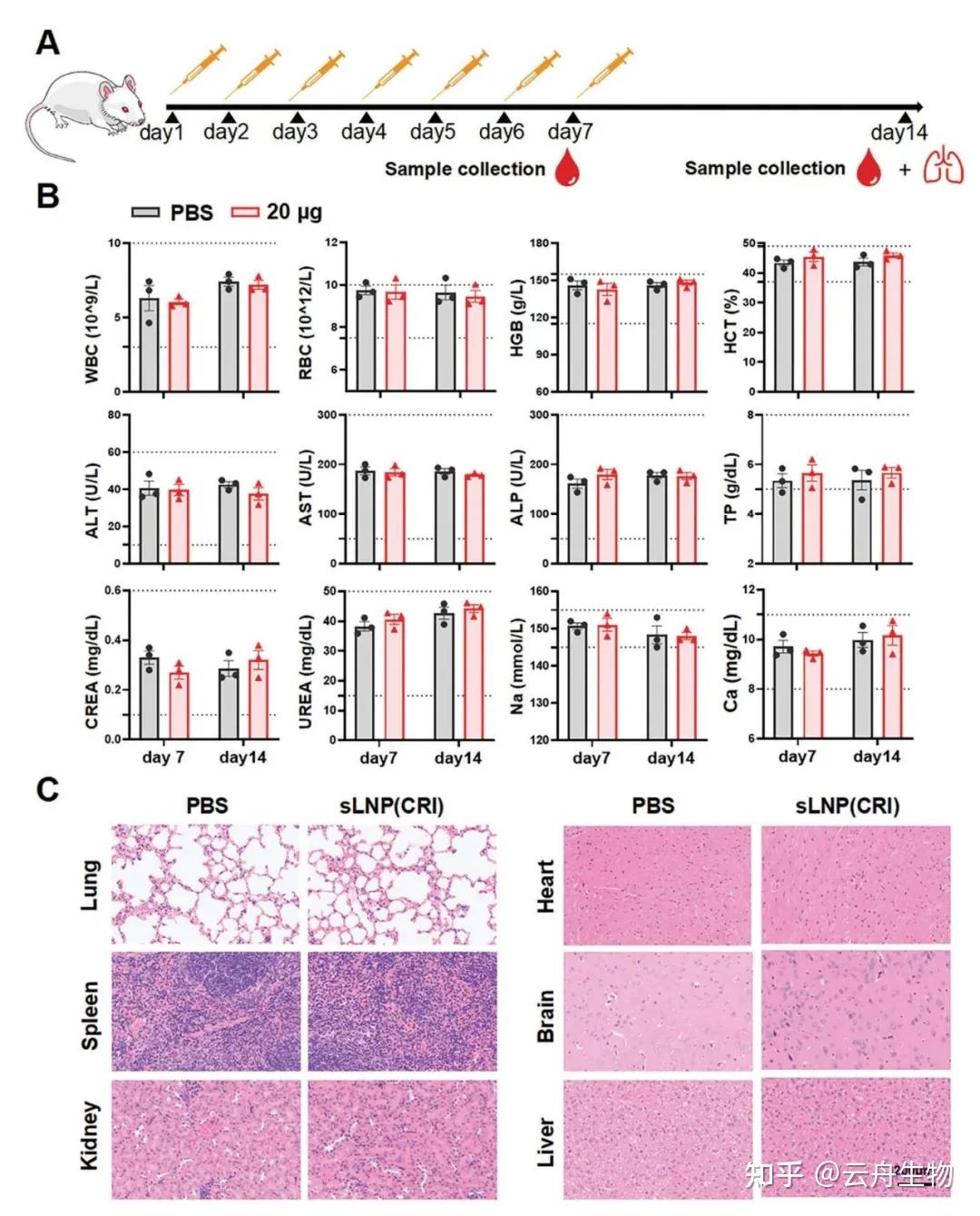Adv Sci | 效果远超奥司他韦！中国农大开发SCSD增强CRISPR/Cas13d抗流感病毒疗效 - 知乎