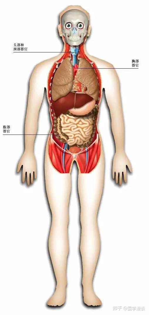 收藏保存 人体器官骨骼全图