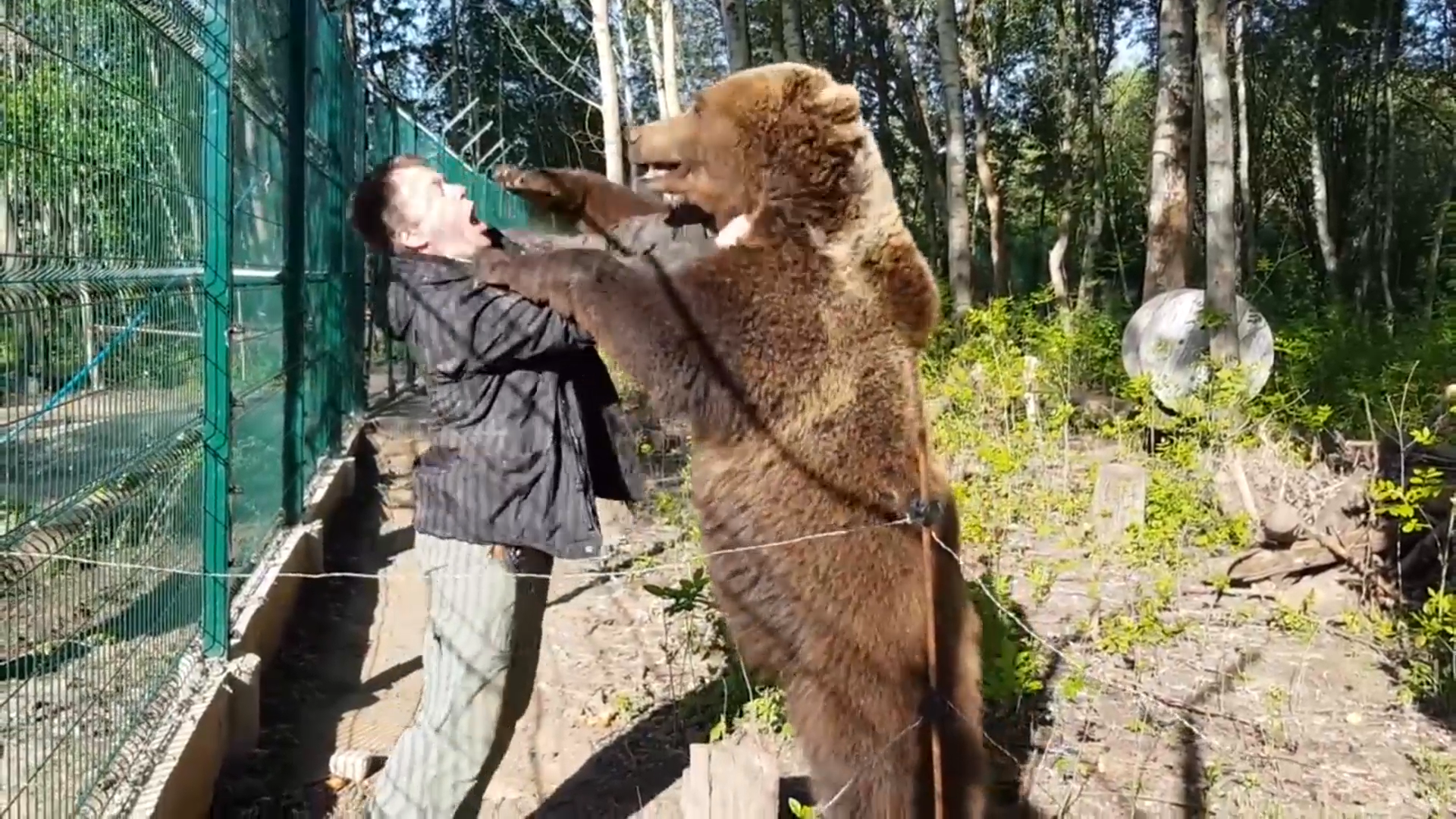 俄罗斯人到底怕不怕棕熊，猎人袭击棕熊反被杀（棕熊伤害猎人）-小狼观天下