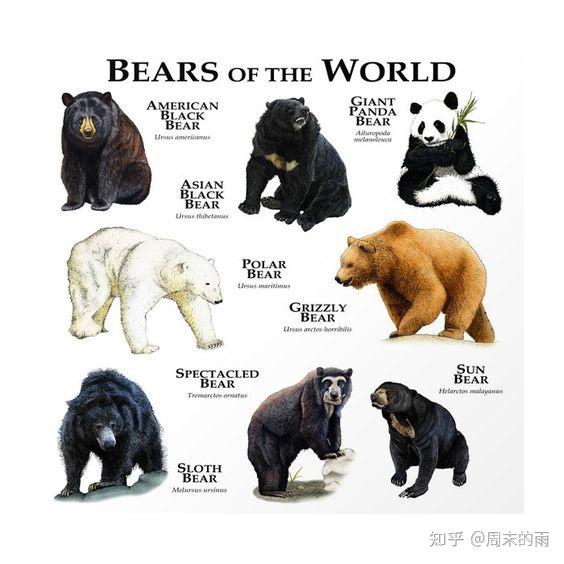 10大熊类图鉴大赏,大熊猫为什么不用冬眠? - 知乎