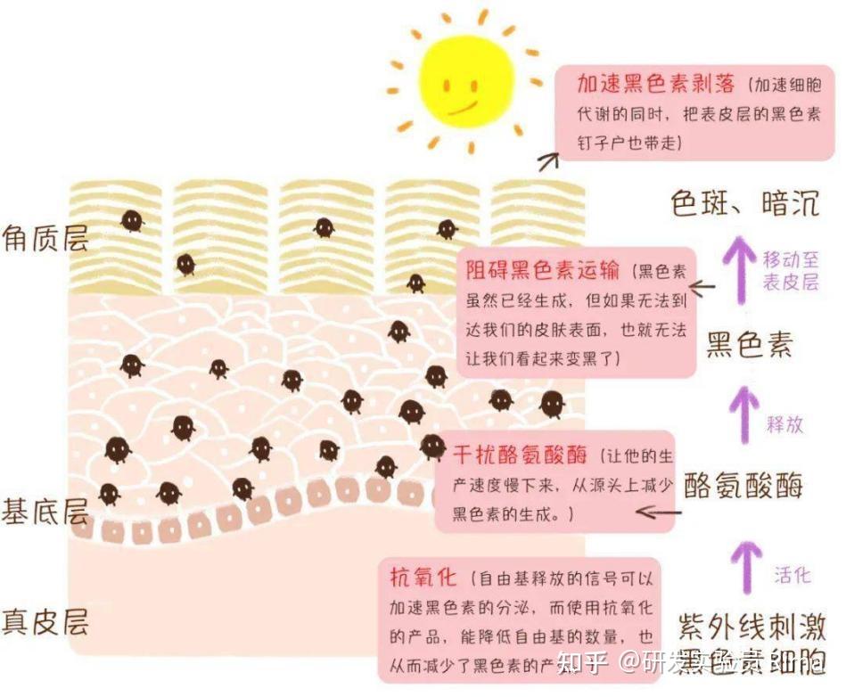 黑色素形成图图片