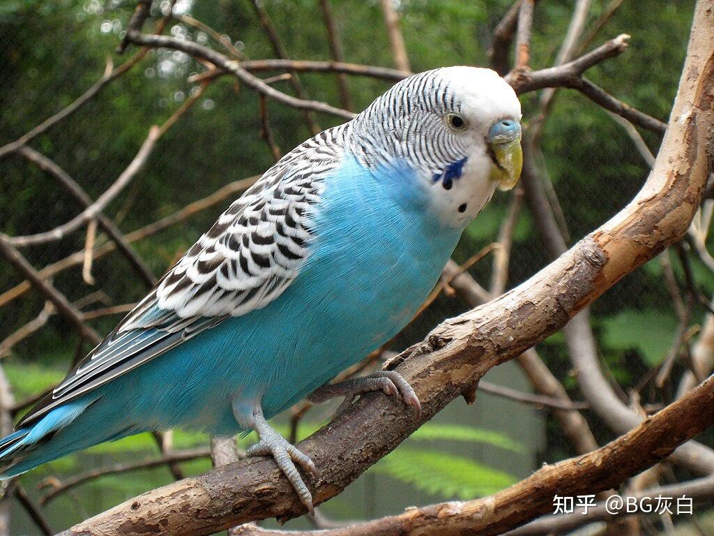 虎皮鹦鹉基因原理 - 蛋白石种(opaline)