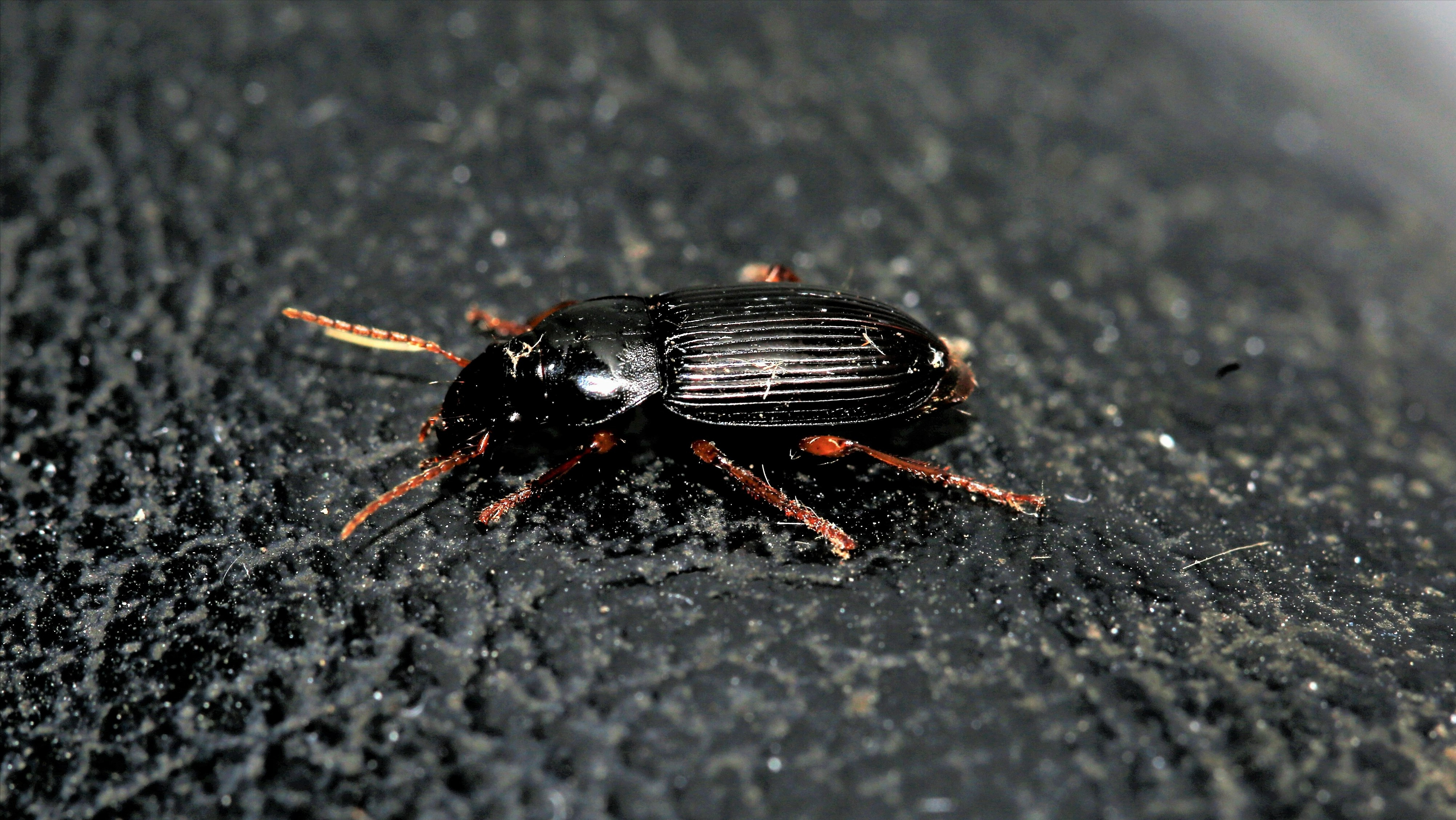 这种昆虫全体黑色捕食红蜘蛛 分布于全国各地