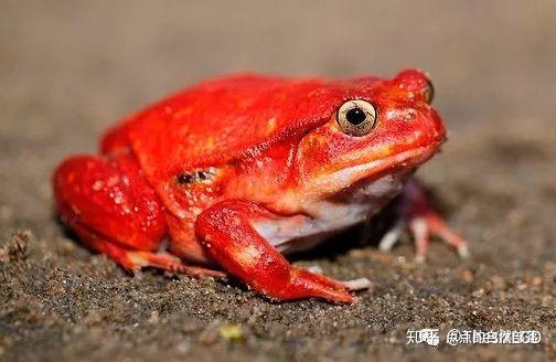 橘红色的青蛙图片
