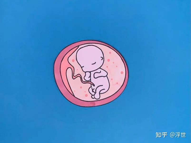 试管婴儿必须一次植入两个胚胎吗？成活率有多高？