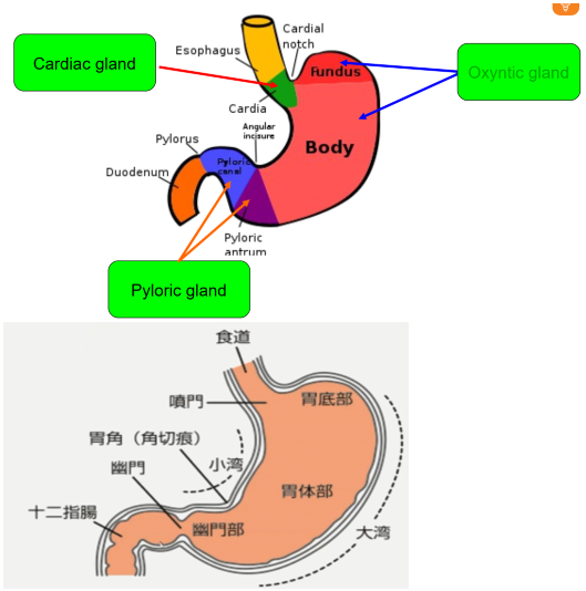 (消化生理学系列)生理学05-3:消化生理-胃的运动与消化 - 知乎