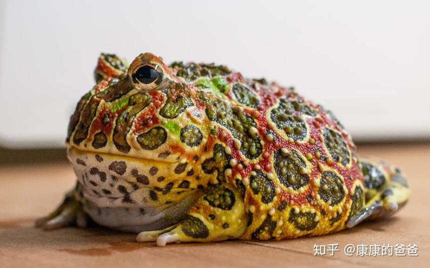角蛙·美图鉴赏