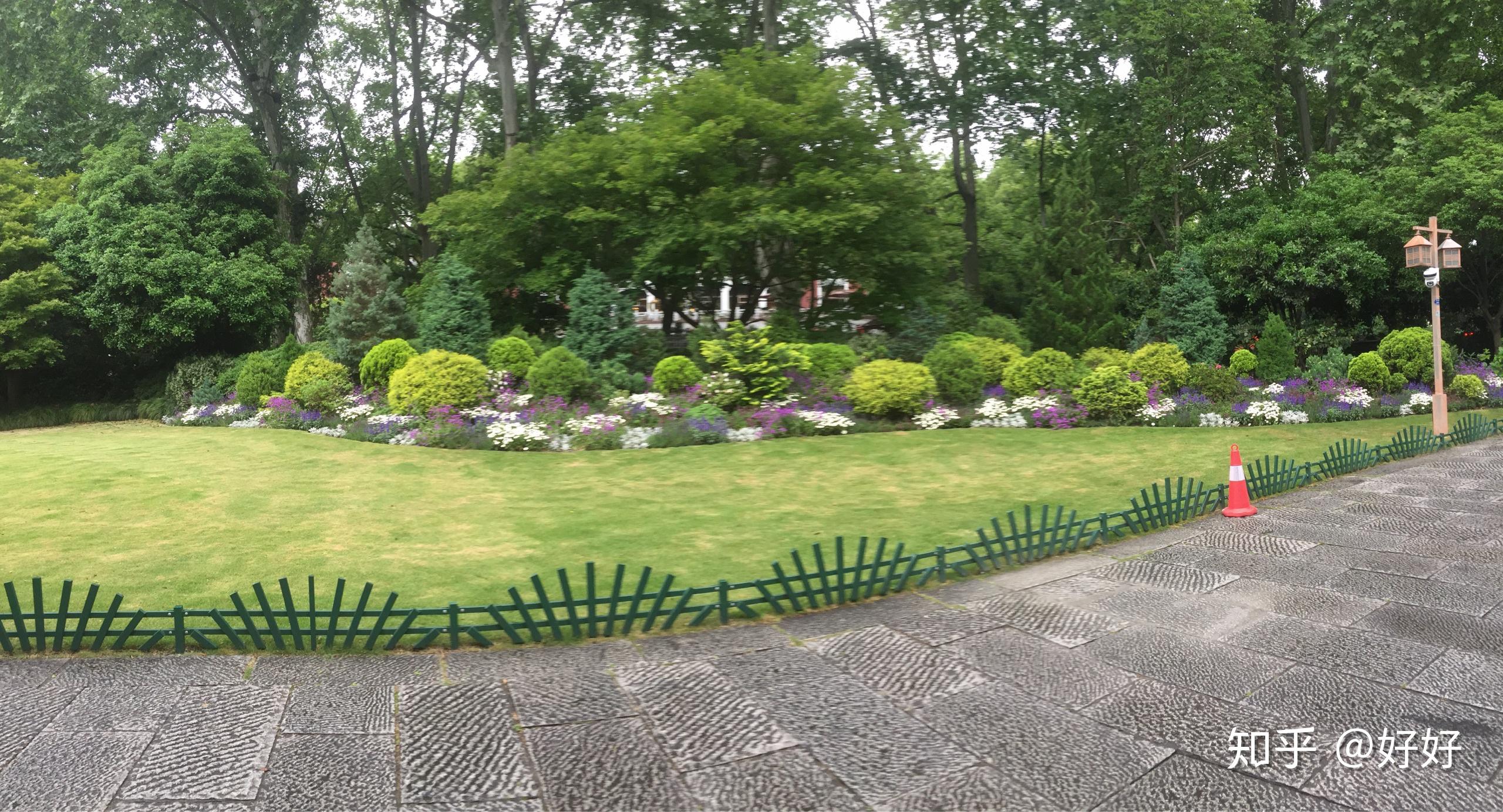 百日红树苗适合楼房阳台养殖吗