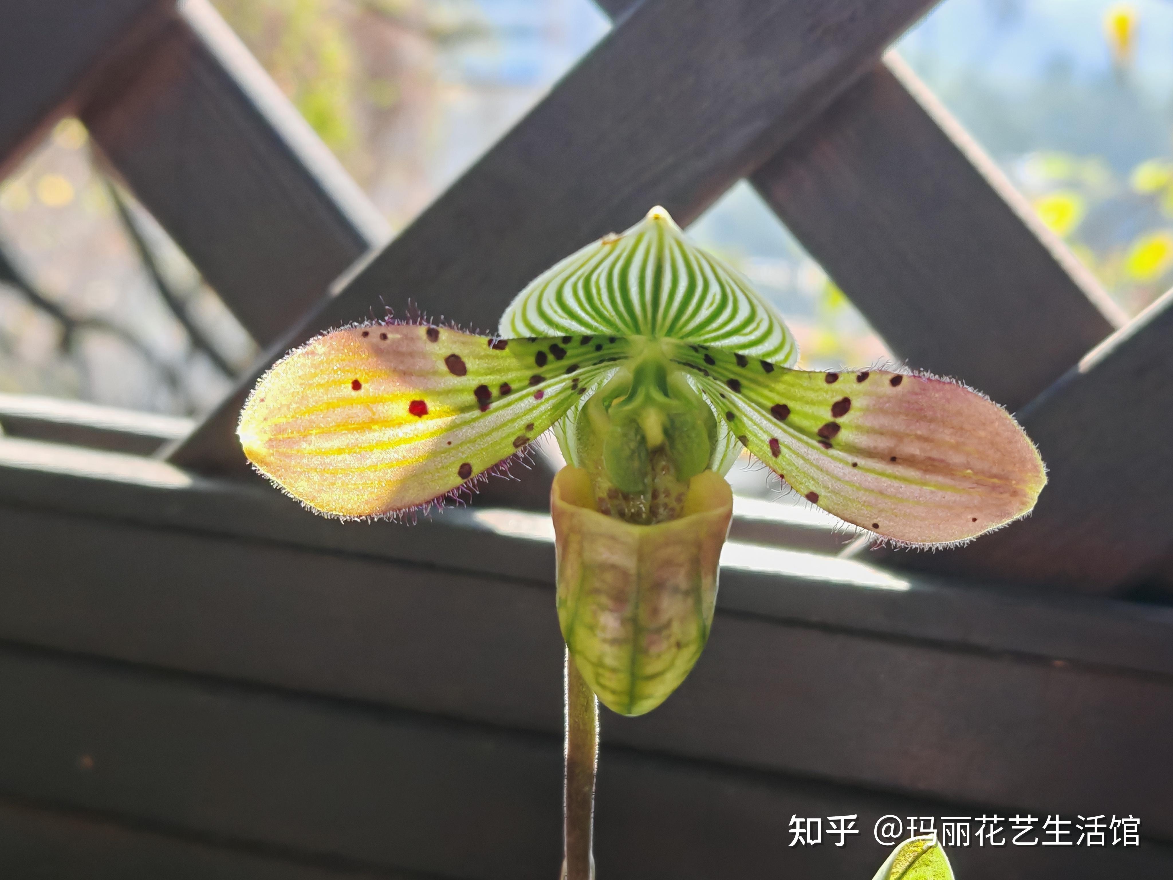 10种常见的兜兰品种,外形奇特,可可爱爱 - 知乎
