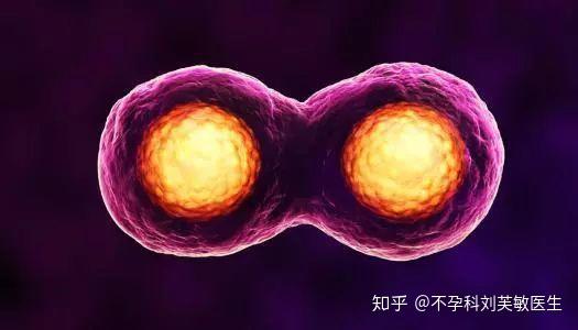 生化妊娠 着床失败和流产是一回事吗 知乎