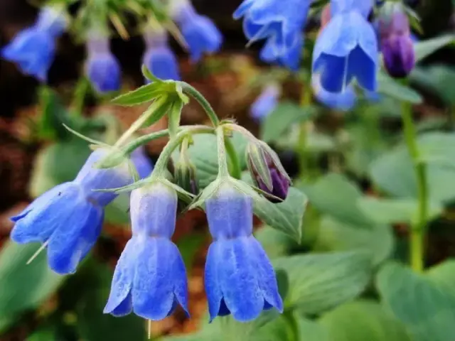 科普系列二植物染色之紫草