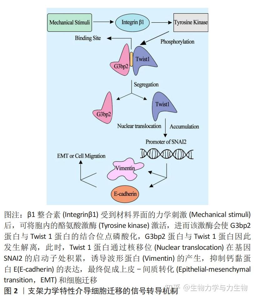 细胞外基质力学微环境与细胞间相互作用的机制与特征 - 知乎
