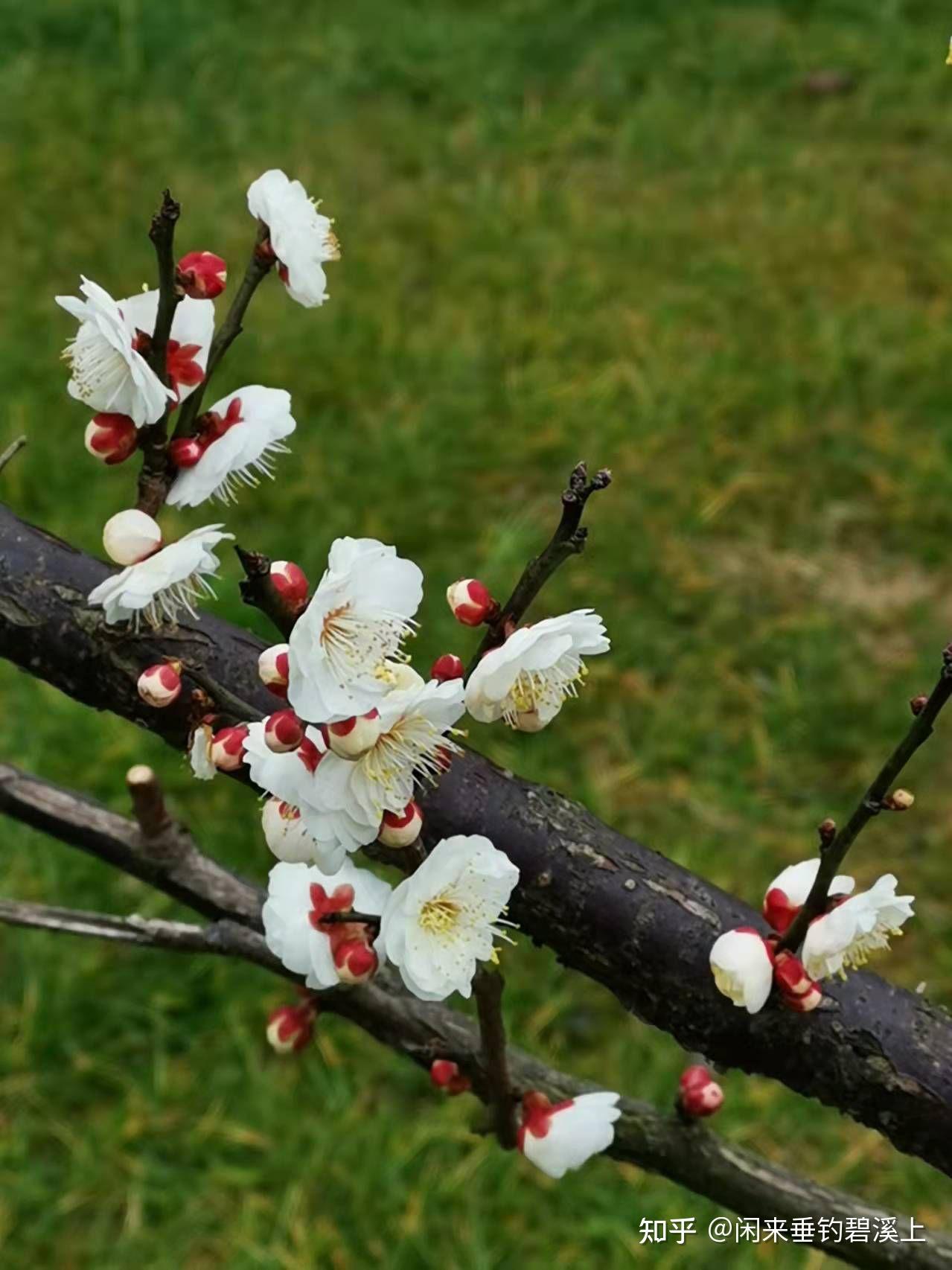 梅花精致之美