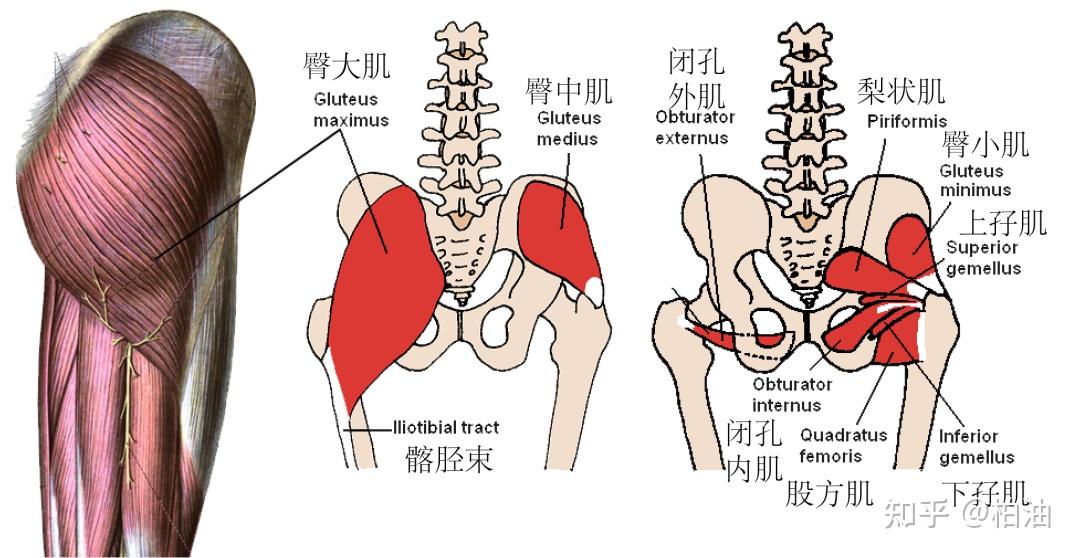 胯部肌肉图解图片