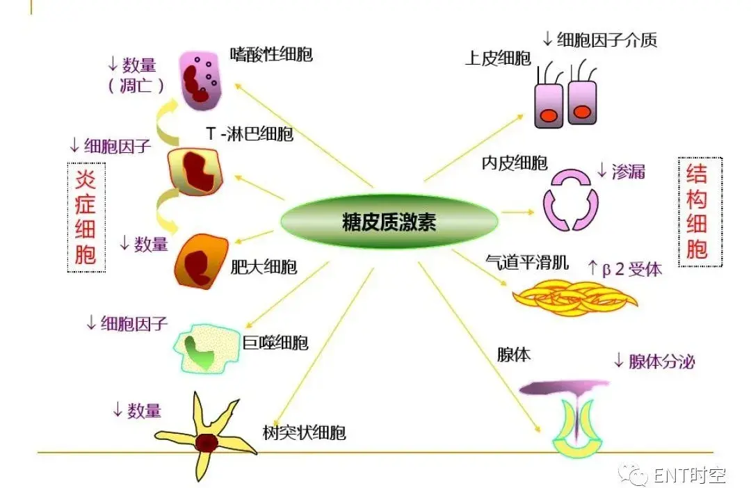 三,糖皮质激素药理作用