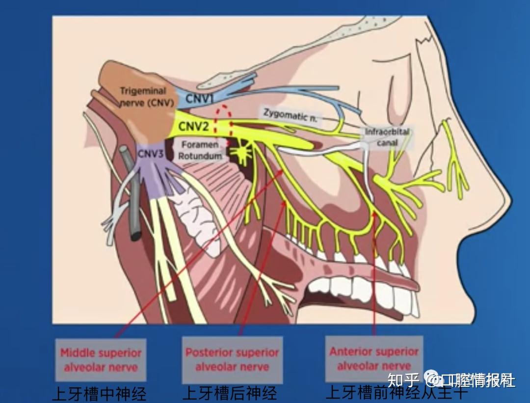 上颌神经分支示意图图片