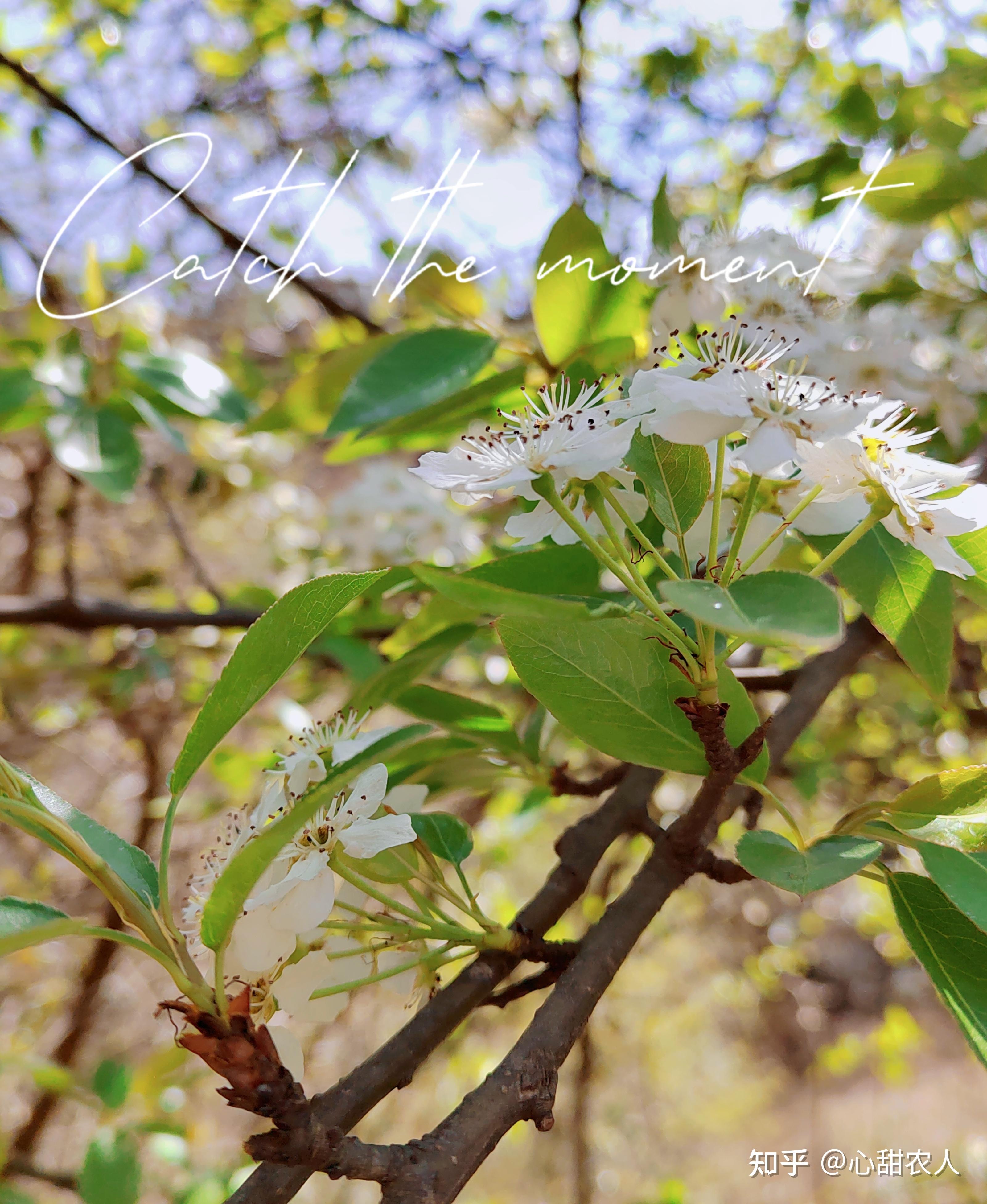 棠梨花寓意图片