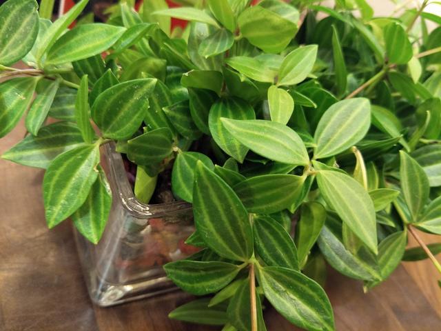 拉稀吃什么草药好 v2-9c671acff9567ddd2fe9c37639221bb2_1440w.jpg?source=172ae18b