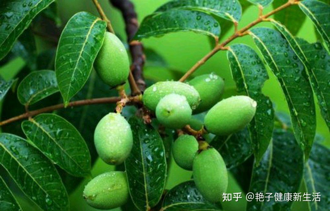 经常干咳，或许是肺部不太好，建议多吃五果，常喝两水，帮助改善 - 知乎