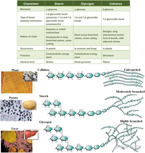 Carbohydrate Polymers综述:结晶多糖 - 知乎