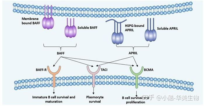 新兴治疗靶点BCMA - 知乎
