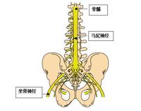 马尾神经损伤有什么用