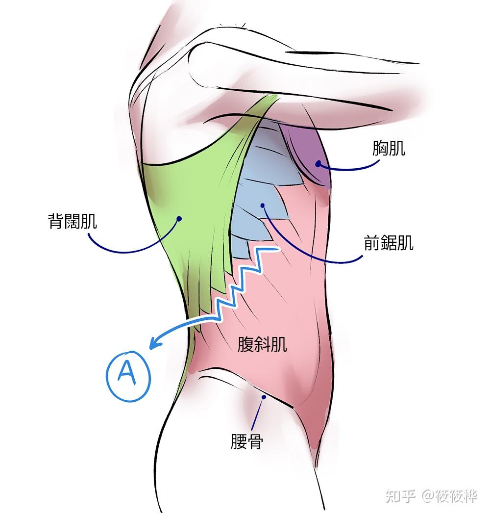 人体肌肉绘画指南